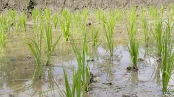 jung Grün Reis Feld Pflanze im ein durchnässt Paddy Feld. foto