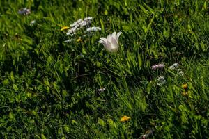 Makro von weißen Tulpen auf einem Hintergrund von grünem Gras foto