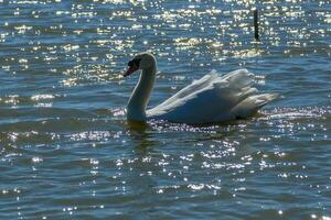 schöner Schwan schwimmt auf dem See foto