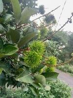 Grün Rambutan Obst auf das Baum foto