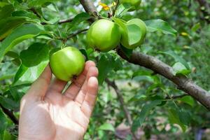 Farmer Mann halten ein Apfel. Gärtner Hand pflücken Grün Apfel. foto