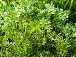 Nahaufnahme von frisch wachsendem süßem Wermut Artemisia annua, süße Annie, einjährige Beifußgräser im wilden Feld, Artemisinin-Heilpflanze, natürliches grünes Gras hinterlässt Texturtapetenhintergrund foto