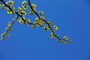 frisch hell Grün Blätter von Ginkgo biloba gegen das Blau Himmel. Geäst von ein Ginkgo Baum im das botanisch Garten von das Dnjepr im Ukraine. foto