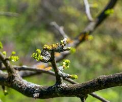 frisch hell Grün Blätter von Ginkgo biloba l Pendel auf Geäst im früh Frühling. Geäst von ein Ginkgo Baum im das botanisch Garten von das Dnjepr im Ukraine. foto