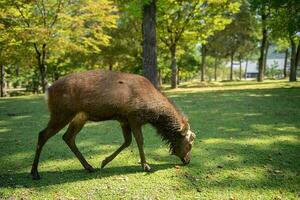 Hirsch im das Wald im das Park von Japan foto