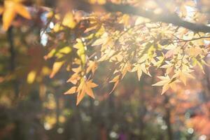 Ahornbaum im Herbst foto