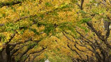 Ahornbaum im Herbst foto