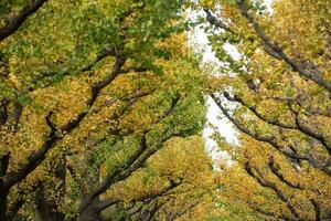 Ahornbaum im Herbst foto