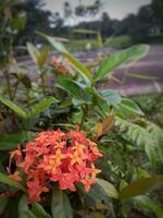 Ashokas Blume ist Blühen im das Garten. foto