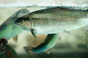 Regenbogen Forelle Fisch Schwimmen im Aquarium, Fischzucht, Aquakultur , Leben Fisch zum Verkauf im Supermarkt foto