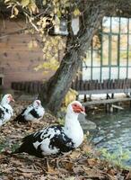 Muscovy Ente im Zoo foto