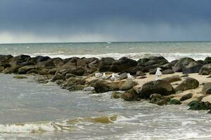 das endlos Strand beim das Nord Meer hvidbjerg stranden blavand Dänemark foto