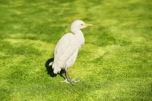 Bild von Ägypten Reiher Vogel auf Grün Gras foto