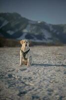 Labrador Porträt Fotos im Liptau, Fotoshooting mit Hund, Slowakei 04.04.2023