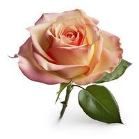 frisch schön Rose isoliert auf Weiß Hintergrund mit Ausschnitt klopfen, generieren ai foto