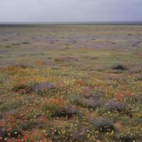 ein einfach Feld mit wild Blumen im blühen ai generiert foto