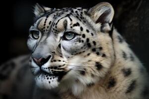 Schnee Leopard groß Selten Katzen im natürlich Umgebung. ai generiert foto