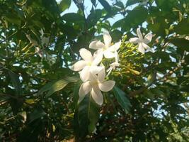 Jasmin Blume Garten. ein Baum mit Weiß Blumen und Grün Blätter mit das Wort Jasmin auf Es. Natur Sicht, Blume Hain, Grün Blätter. foto