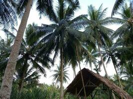 ein Hütte mit ein mit Stroh gedeckt Dach sitzt unter Palme Bäume und tropisch Vegetation auf ein Kreis im Batubara, Indonesien foto