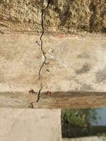 Ameisen sind ziehen um im Linie auf knarrte Pfad foto