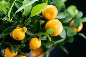 das Calamondin Orange Nitro Fortunella Macrocarpa ist ein Hybrid von Mandarin ein cumquat foto