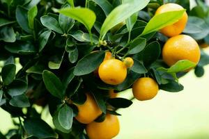 das Calamondin Orange Nitro Fortunella Macrocarpa ist ein Hybrid von Mandarin ein cumquat foto