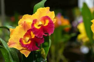 Orange mit rot Hybrid Cattleya Blume Orchidee foto