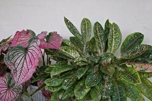 immergrün Pflanze mit ein Weiß Mauer Hintergrund ,rohdea japonica foto