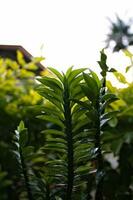 selektiv Fokus Sanft Gipfel von Ligustrum ovalifolium im das Garten mit Grün Wiese Hintergrund, Wipfel von Hecke Pflanze wachsend größer als das Andere, Detail von winzig Grün Blätter, natürlich Hintergrund. foto