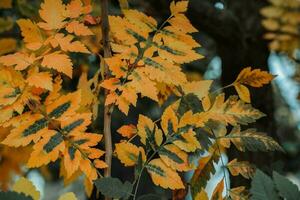 autmn Orange und Grün Baum Blätter foto