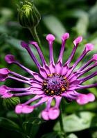 dramatisch lila afrikanisch Gänseblümchen im ein Garten Rahmen foto