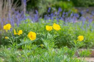 Mexikaner Tulpe Mohnblumen haben hell Gelb Blüten und sind schön gegen ein Blau Hintergrund. foto