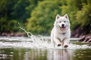 Porträt von ein schön Alaska malamute Hund im das Park. generativ ai foto