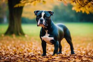 Staffordshire Stier Terrier Hund. Porträt von ein schön Staffordshire Stier Terrier spielen im das Park. generativ ai foto