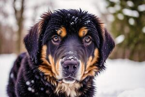 Porträt von ein schön Hund Stehen im das Park. generativ ai foto