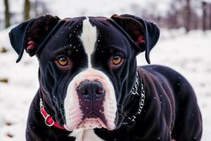 Porträt von ein schön Hund Rasse amerikanisch Grube Stier Terrier im das Park. amerikanisch Pitbull. generativ ai foto