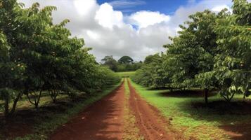 Kaffee Plantage. Landschaft mit Kaffee Bäume. generativ ai foto