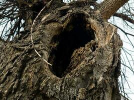 ein hohl im das Kofferraum von ein Baum, das Textur von das bellen. alt Baum hohl im das Kofferraum alt Rinde Eisenholz, momisia f oder im Latein Kelten l. foto