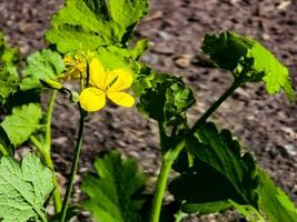 jung Grün Knospen und Gelb Blumen von Schöllkraut im Frühling. das Latein Name von das Pflanze ist Chelidonium l. das Konzept von traditionell Medizin. foto