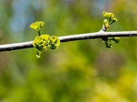 frisch hell Grün Blätter von Ginkgo biloba l Pendel auf Geäst im früh Frühling. Geäst von ein Ginkgo Baum im das botanisch Garten von das Dnjepr im Ukraine. foto