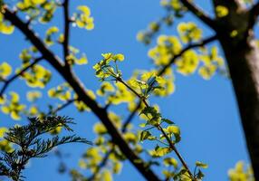 frisch hell Grün Blätter von Ginkgo biloba gegen das Blau Himmel. Geäst von ein Ginkgo Baum im das botanisch Garten von das Dnjepr im Ukraine. foto