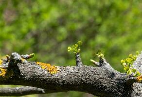 frisch hell Grün Blätter von Ginkgo biloba l Pendel auf Geäst im früh Frühling. Geäst von ein Ginkgo Baum im das botanisch Garten von das Dnjepr im Ukraine. foto