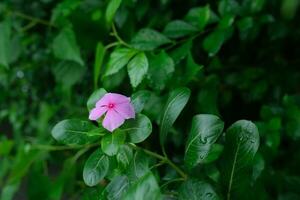 Foto von Rosa Blumen auf frisch Grün Blätter