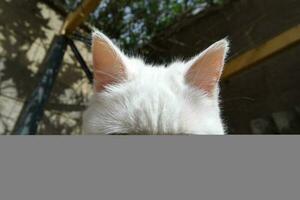 süß persisch rein Weiß Katze ist posieren im das Zuhause Garten foto