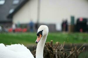 süß Wasser Vögel beim das See von Öffentlichkeit Park von Luton England Vereinigtes Königreich foto