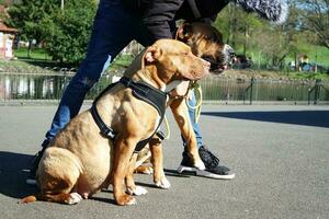 schön Hund auf gehen beim ein lokal Park foto