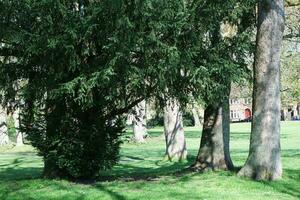 schön Aussicht von Bäume und Geäst beim lokal Öffentlichkeit Park von Luton Stadt, Dorf von England foto