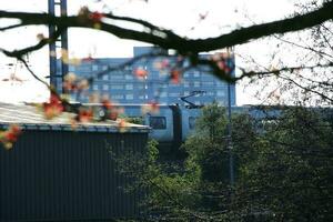 schön Aussicht von Bäume und Geäst beim lokal Öffentlichkeit Park von Luton Stadt, Dorf von England foto