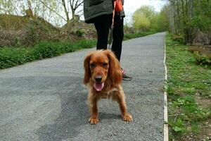 süß Hund beim bedford Stadt Park von England foto