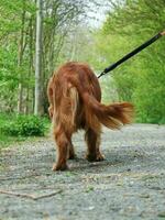 süß Hund beim bedford Stadt Park von England foto